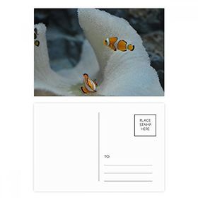 Dıythinker 20 Adet 14x9 cm Renkli Okyanus Palyaço Balık Bilim Doğa Resim Kartpostal Seti