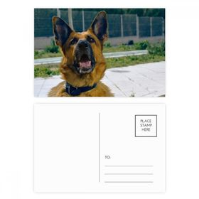 Dıythinker 20 Adet 14x9 cm Renkli Yakışıklı Köpek Evcil Hayvan Fotoğrafçılığı Resim Kartpostal Seti
