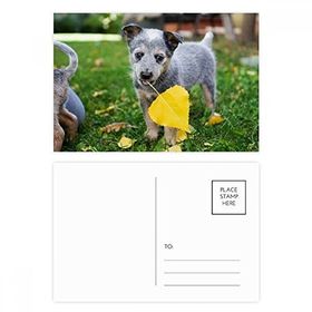 Dıythinker 20 Adet 14x9 cm Renkli Yakışıklı Köpek Evcil Hayvan Fotoğrafçılığı Resim Kartpostal Seti
