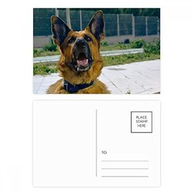 Dıythinker 20 Adet 14x9 cm Renkli Yakışıklı Köpek Evcil Hayvan Fotoğrafçılığı Resim Kartpostal Seti