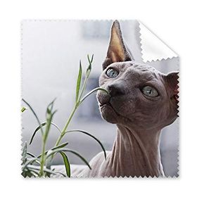 Dıythinker 5 Adet Hayvan Gri İnce Kedi Fotoğraf Gözlükleri Temizleme Bezi ve Telefon Ekran Temizleyici