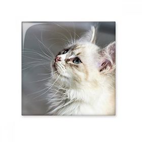 Dıythinker Beyaz Evcil Hayvan Kedi Hayvan Profili Sevimli Bakış 20x20 cm Seramik Karo