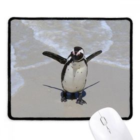 Dıythinker Bilim Doğa Okyanus Antarktik Penguen Yaratık Kaymaz Siyah Başlıklı Kenarlar
