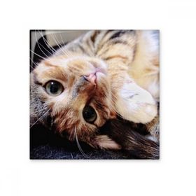 Dıythinker Çizgili Kedi Rahatlatıcı Hayvan Sevimli 10x10 cm Seramik Karo