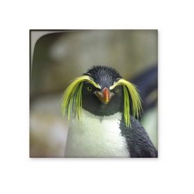 Dıythinker Deniz Bilimi Doğa Antarktik Penguen Resim Seramik 10x10 cm Seramik Karo