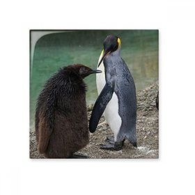 Dıythinker Deniz Soğuk Antarktik Penguen Bilim Doğa Resim 15x15 cm Seramik Karo