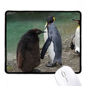 Dıythinker Deniz Soğuk Antarktik Penguen Bilim Doğa Resmi Kaymaz Siyah Başlıklı Kenarlar