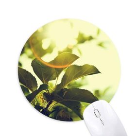 Dıythinker Güneş Işığı Yaprakları Bitki Resmi Doğa Baskılı Yuvarlak Kaymaz Kauçuk Mouse Pad