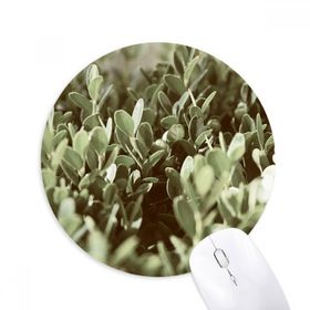 Dıythinker Güneş Işığı Yaprakları Bitki Resmi Doğa Baskılı Yuvarlak Kaymaz Kauçuk Mouse Pad
