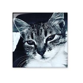 Dıythinker Hayvan Havalı Gri Kedi Fotoğrafı Parlak 10x10 cm Seramik Karo