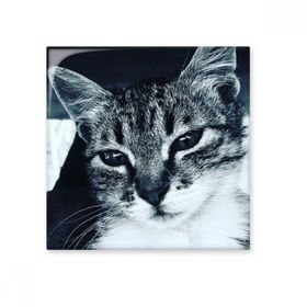 Dıythinker Hayvan Havalı Gri Kedi Fotoğrafı Parlak 10x10 cm Seramik Karo