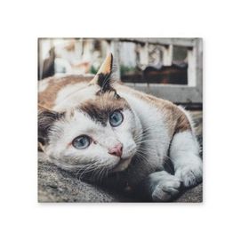 Dıythinker Hayvan Renkli Kedi Fotoğraf Resim Parlak 10x10 cm Seramik Karo