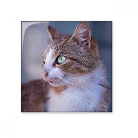 Dıythinker Kahverengi Kedi Hayvan Profil Vahşi Bakış 20x20 cm Seramik Karo