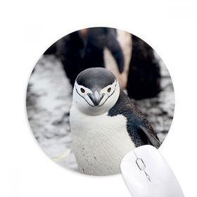 Dıythinker Karasal Organizma Vahşi Hayvan Penguen Baskılı Yuvarlak Kaymaz Kauçuk Mouse Pad