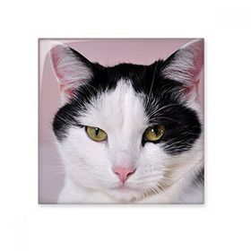 Dıythinker Kedi Hayvan Evcil Hayvan Smokin Billicat 15x15 cm Seramik Karo