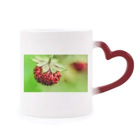 Dıythinker Kırmızı Çok Renkli Fresh Berry Resim Doğa Fotoğraf Isıya Duyarlı Kalp Kupası