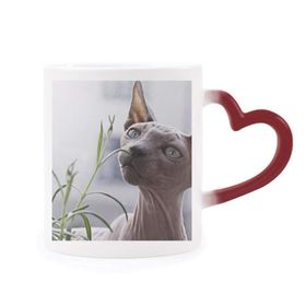 Dıythinker Kırmızı Çok Renkli Hayvan Gri İnce Kedi Fotoğrafı Isıya Duyarlı Kalp Kupası