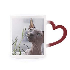 Dıythinker Kırmızı Çok Renkli Hayvan Gri İnce Kedi Fotoğrafı Isıya Duyarlı Kalp Kupası