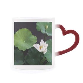 Dıythinker Kırmızı Çok Renkli Taze Lotus Yaprağı Bitki Resmi Doğa Isıya Duyarlı Kalp Kupası