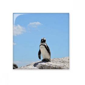 Dıythinker Okyanus Antarktik Penguen Bilim Doğa Resim 20x20 cm Seramik Karo