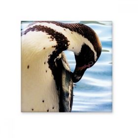Dıythinker Okyanus Antarktik Penguen Bilim Doğa Resim 20x20 cm Seramik Karo