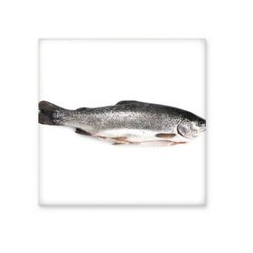 Dıythinker Okyanus Balığı Taze Gri Seramik 10x10 cm Seramik Karo