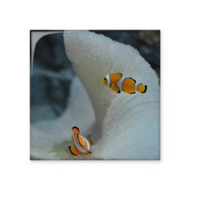 Dıythinker Okyanus Palyaço Balık Bilim Doğa Resim 15x15 cm Seramik Karo