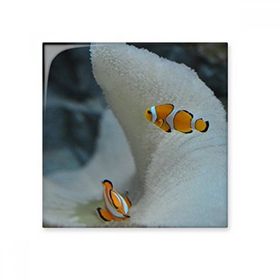 Dıythinker Okyanus Palyaço Balık Bilim Doğa Resim Seramik 10x10 cm Seramik Karo