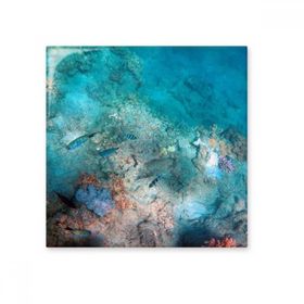 Dıythinker Okyanus Renkli Balık Bilimi Doğa Resim 20x20 cm Seramik Karo