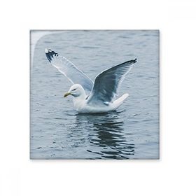 Dıythinker Okyanus Su Deniz Kuş Bilim Doğa Resim Seramik 10x10 cm Seramik Karo
