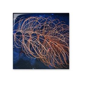 Dıythinker Okyanus Su Hattı Bilim Doğa Resim Seramik 10x10 cm Seramik Karo