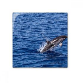 Dıythinker Okyanus Su Katil Balina Doğa Resim Seramik 10x10 cm Seramik Karo