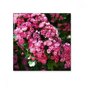 Dıythinker Pembe Çiçekler Güzel Yeşil Yapraklar 15x15 cm Seramik Karo