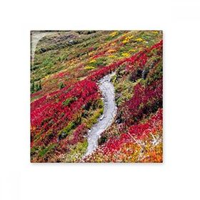 Dıythinker Renkli Ormancılık Bilim Doğa Manzarası 15x15 cm Seramik Karo