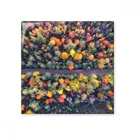 Dıythinker Renkli Ormancılık Bilim Doğa Manzarası 15x15 cm Seramik Karo