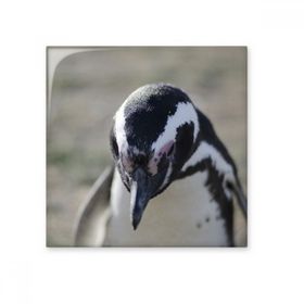 Dıythinker Sevimli Penguenler Bilim Doğa Resim Seramik 10x10 cm Seramik Karo