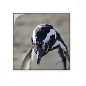 Dıythinker Sevimli Penguenler Bilim Doğa Resim Seramik 10x10 cm Seramik Karo