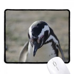 Dıythinker Sevimli Penguenler Bilim Doğa Resmi Kaymaz Siyah Başlıklı Kenarlar Mouse Pad