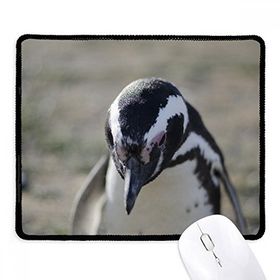 Dıythinker Sevimli Penguenler Bilim Doğa Resmi Kaymaz Siyah Başlıklı Kenarlar Mouse Pad