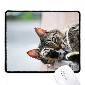 Dıythinker Siyah Hayvan Etkinliği Kedi Fotoğrafı Resim Kaymaz Fare Altlığı