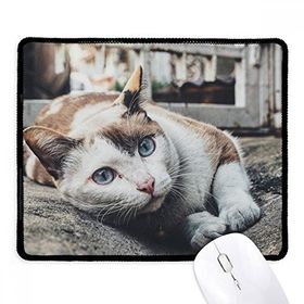 Dıythinker Siyah Hayvan Renkli Kedi Fotoğrafı Resim Kaymaz Fare Altlığı