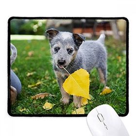 Dıythinker Siyah Yakışıklı Yavru Köpek Evcil Hayvan Fotoğrafçılığı Resim Kaymaz Fare Altlığı