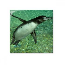 Dıythinker Su Güney Penguen Bilim Doğa Resim Seramik 10x10 cm Seramik Karo