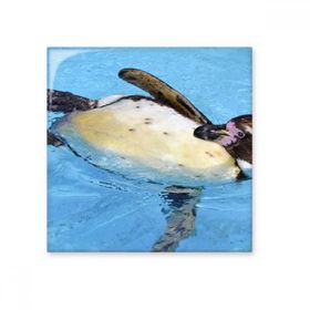 Dıythinker Yüzme Antarktik Penguen Bilim Doğa Resim Seramik 10x10 cm Seramik Karo
