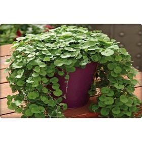 Dlf 250 gr Dichondra Repens Fare Kulağı Gölge Alanlar Tohumu