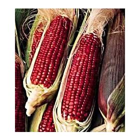 Doğal 10 Tohum Kırmızı Ruby Mısır Tohumu