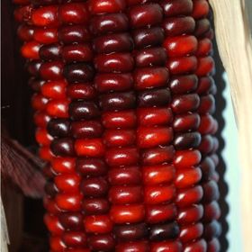 Doğal 10 Tohum Kırmızı Ruby Mısır Tohumu