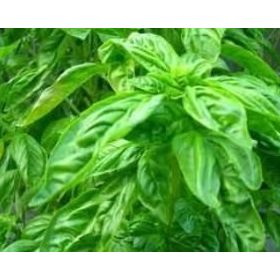 Doğal 100 Tohum Lime Fesleğen Tohumu