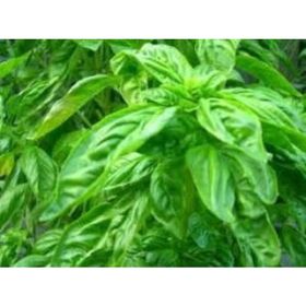 Doğal 100 Tohum Lime Fesleğen Tohumu