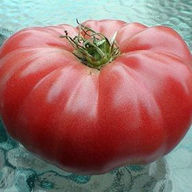 Doğal 20 Adet Beefsteak Domates Tohumu
